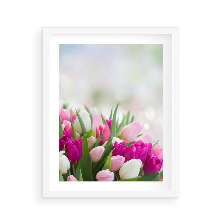 Plakat w ramie 40x50 - Tulipany w pełnym rozkwicie - tulipany, kwiaty - rama biała