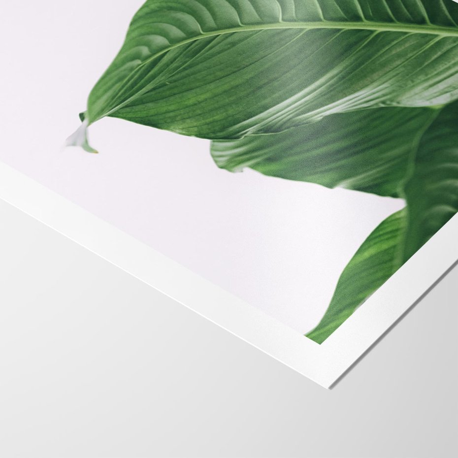 Plakat bez ramy 21x30 - Zielone liście monstery - liście, monstera
