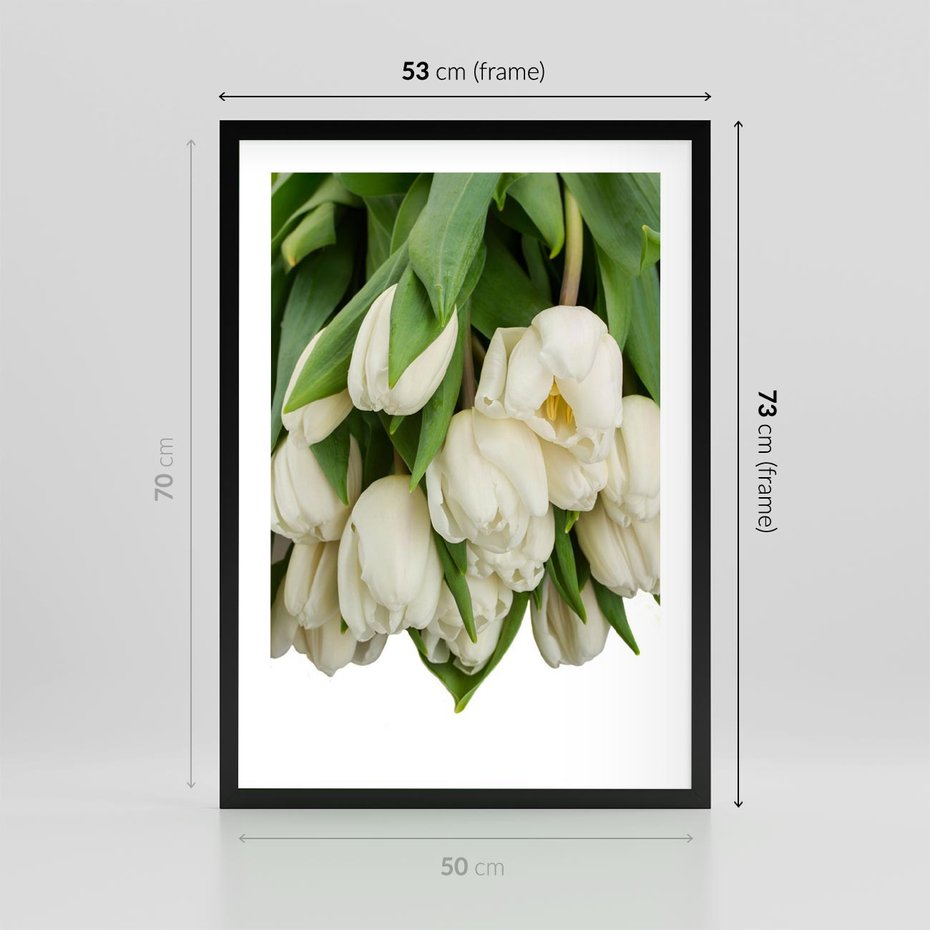 Plakat w ramie 50x70 - Białe tulipany w pełnym rozkwicie - białe, tulipany - rama czarna