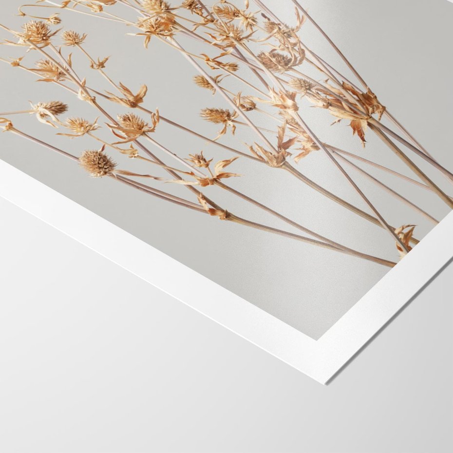 Plakat bez ramy 40x50 - Delikatne gipsówki - gipsówka, suche