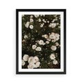Plakat w ramie 50x70 - Czyste Piękno - białe kwiaty, białe róże - rama czarna