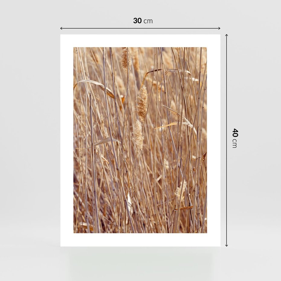 Plakat bez ramy 30x40 - Mistrzowskie suche trawy - suche, trawy