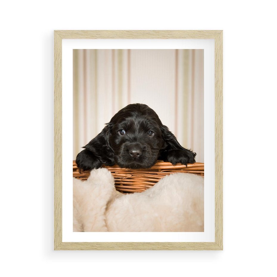 Plakat w ramie 50x70 - Uroczy szczeniak w akcji - piesek, szczeniak - rama drewno