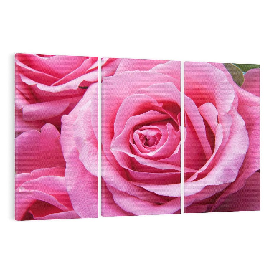 Obraz na płótnie 120x80 - Róża Wspaniałości - róża, kwiat