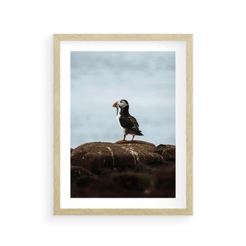 Plakat w ramie 50x70 - Portret Ptaka Morskiego - maskonur, ptak - rama drewno