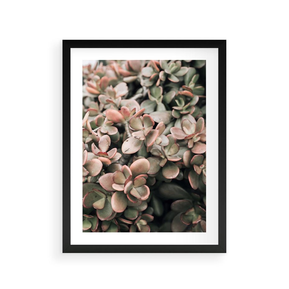 Plakat w ramie 30x40 - Sukulentowa Prostota - sukulenty, zielone liście - rama czarna