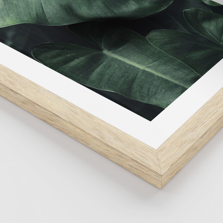 Zestaw obrazy w ramie 30x40 galeria - Monstera, liście, tło, tropikalne - rama drewno