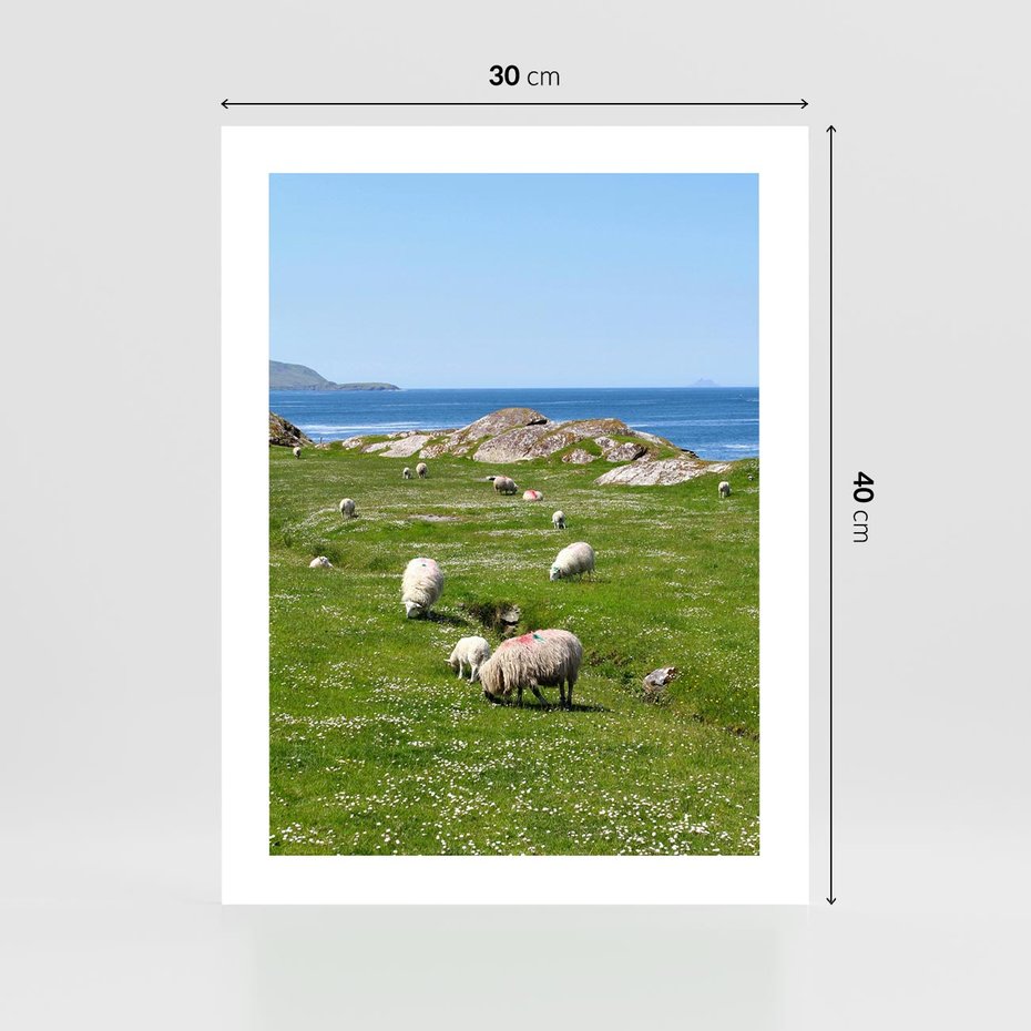 Plakat bez ramy 30x40 - Górskie Owce - góry, owce