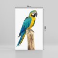 Obraz na płótnie 70x100 - Kolorowa papuga w locie - papuga, ptak