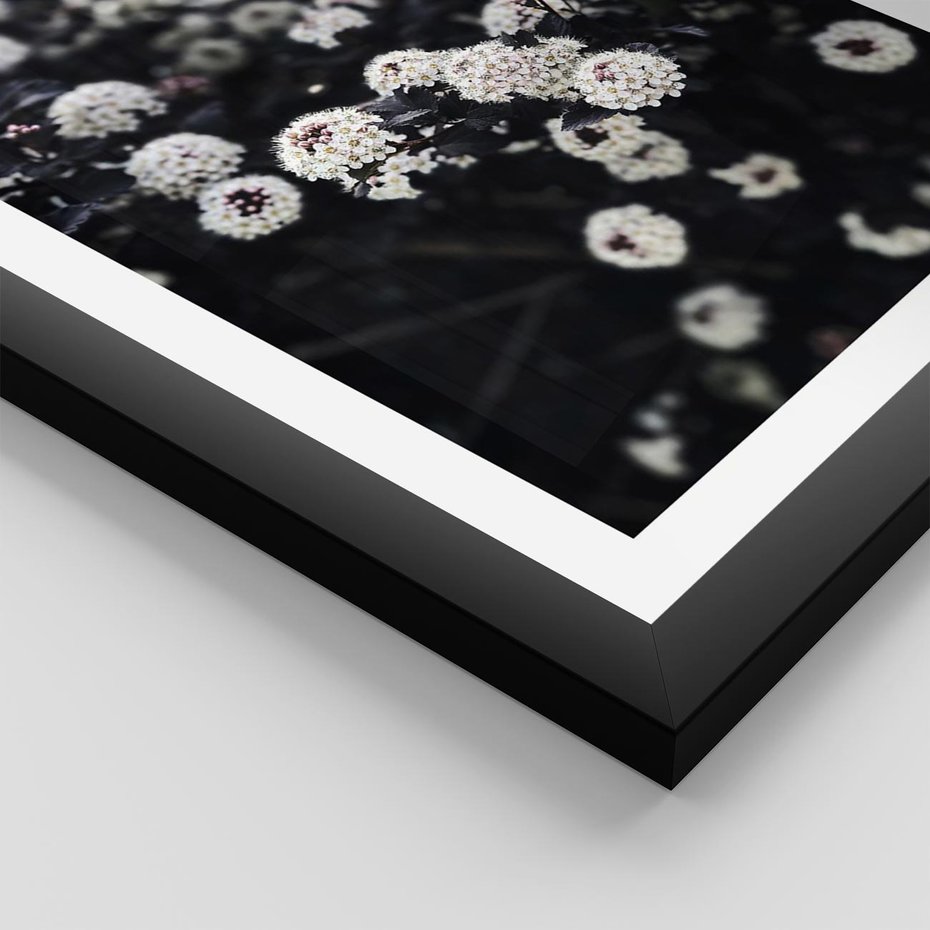 Plakat w ramie 50x70 - Białe Kwiaty na Kwitnącym Krzewie - białe kwiaty, kwitnący krzew - rama czarna