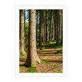 Plakat bez ramy 30x40 - Las: harmonia natury - las, drzewa