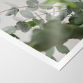 Plakat bez ramy 30x40 - Liście eukaliptusa w naturze - eukaliptus, liście