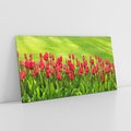 Obraz na płótnie 140x70 - Tulipanowy raj - kwiat, kwiaty