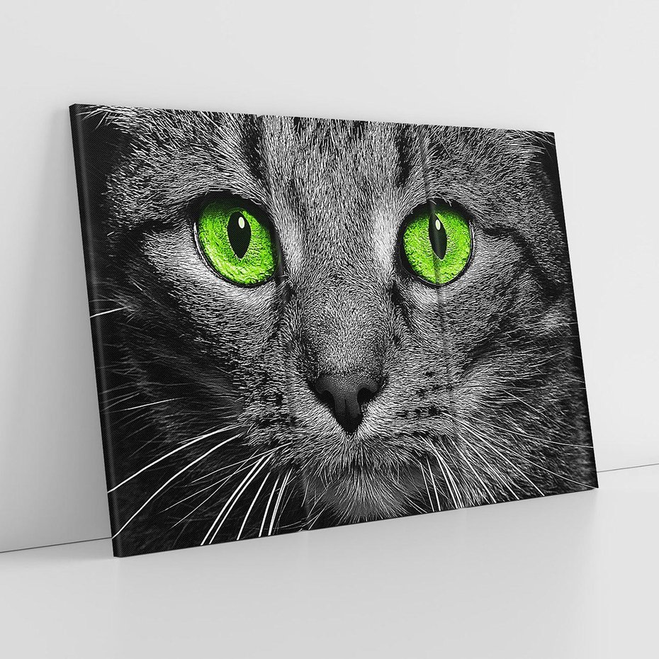 Obraz na płótnie 120x80 - Przestreń nautra doznania - kot, kotek