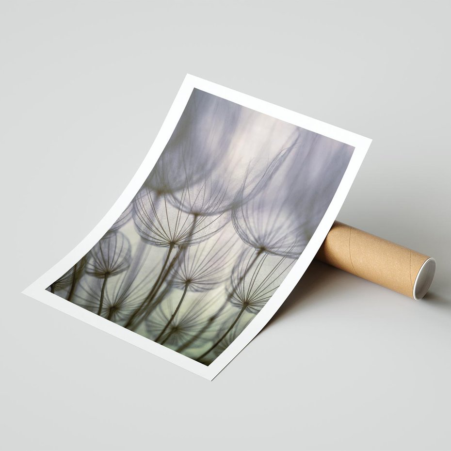 Plakat bez ramy 21x30 - Makro dmuchawiec - piękno drobnych detali - dmuchawce, makro