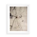 Plakat w ramie 50x70 - Makro Uroda: Kropla na Dmuchawcu - zbliżenie makro, kropla wody na ziarenku dmuchawca - rama biała