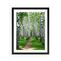 Plakat w ramie 40x50 - Bajkowy las pełen brzóz - las, brzozy - rama czarna