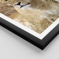 Plakat w ramie 30x40 - Potęga lwów w Afryce - lew, lwica - rama czarna