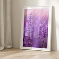 Plakat w ramie 30x40 - Fioletowa harmonia lawendy - lawenda, fiolet - rama biała