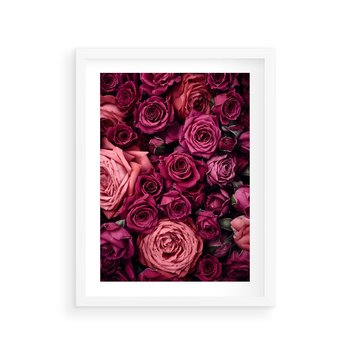 Plakat w ramie 50x70 - Róże - piękno kwiatów - róże, kwiaty - rama biała