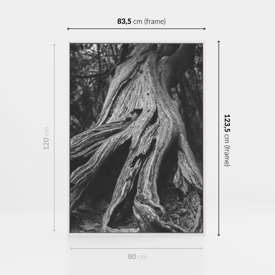 Obraz w ramie 80x120 - Siła Natury - czarno biała fotografia, korzenie wielkiego drzewa - rama biała