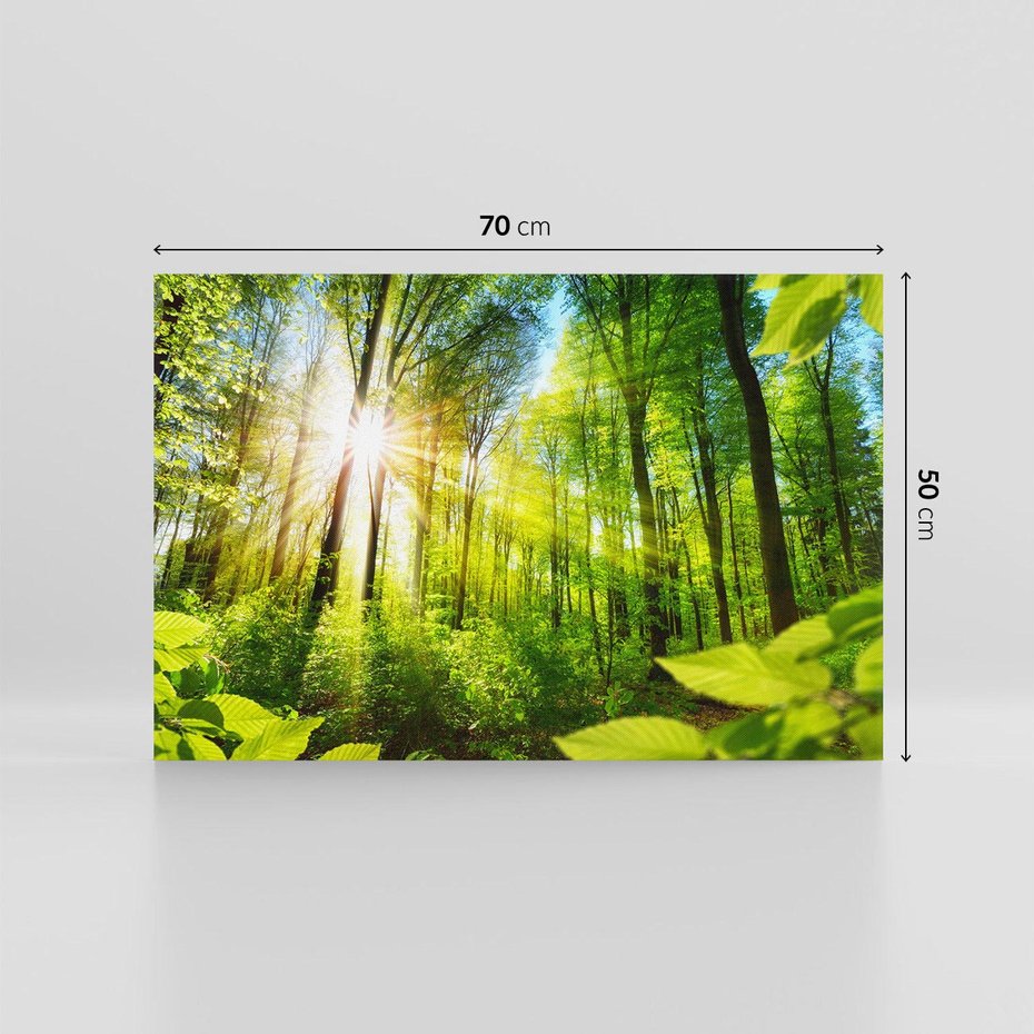 Obraz na płótnie 70x50 - Magia Leśnej Przyrody - las, drzewa