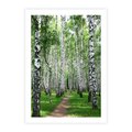 Plakat bez ramy 30x40 - Magia lasu pełnego brzóz - las, brzozy