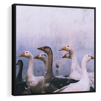 Obraz w ramie 50x50 - Spotkanie Wśród Piór - uchwycony moment, fotografia - rama czarna