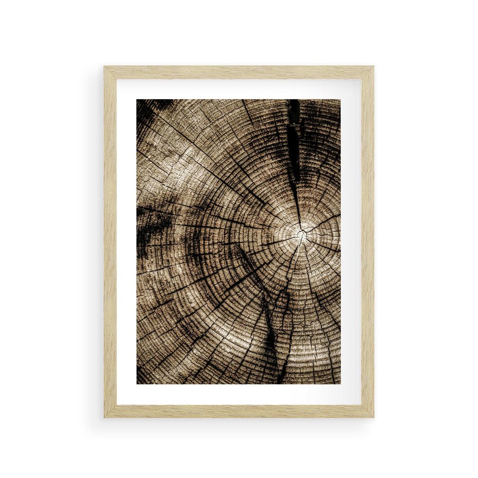 Plakat w ramie 30x40 - Natura Pod Lupą - pień drzewa, przekrój - rama drewno