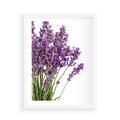 Plakat w ramie 50x70 - Pola lawendy w pełnym rozkwicie - lawenda, kwiaty - rama biała