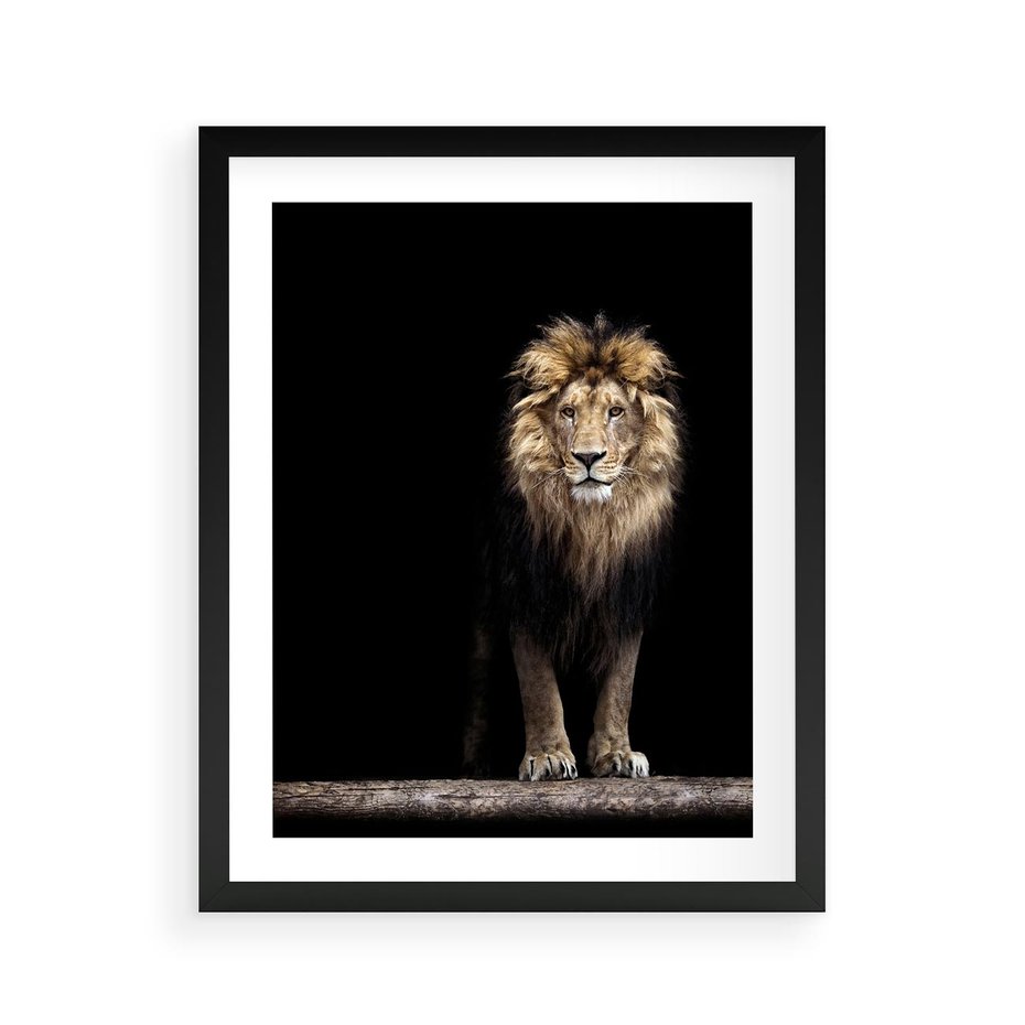 Plakat w ramie 40x50 - Lew: dzikie piękno natury - lew, dzikie - rama czarna