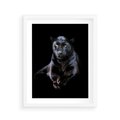 Plakat w ramie 40x50 - Czarna pantera: majestat i siła - czarna, pantera - rama biała