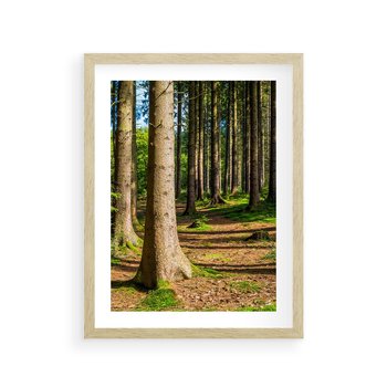 Plakat w ramie 50x70 - Las: harmonia natury - las, drzewa - rama drewno