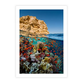 Plakat bez ramy 30x40 - Rafa koralowa w oceanie - rafa, koralowa