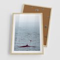 Plakat w ramie 50x70 - Spotkanie z Orką - morze, ocean - rama drewno