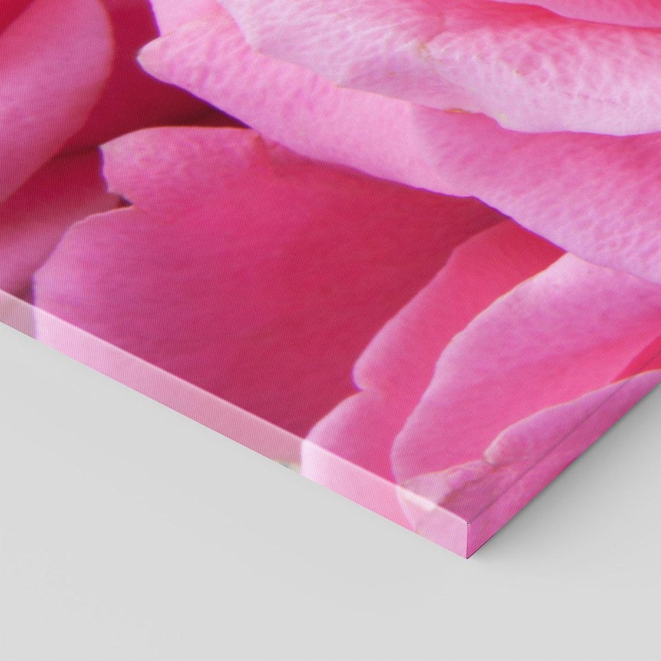 Obraz na płótnie 150x50 - Róża Wspaniałości - róża, kwiat