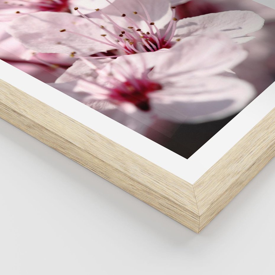 Plakat w ramie 40x50 - Kwitnąca Wiśnia - kwiaty, kwitnąca - rama drewno