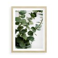 Plakat w ramie 50x70 - Zielone eukaliptusy - eukaliptus, liście - rama drewno