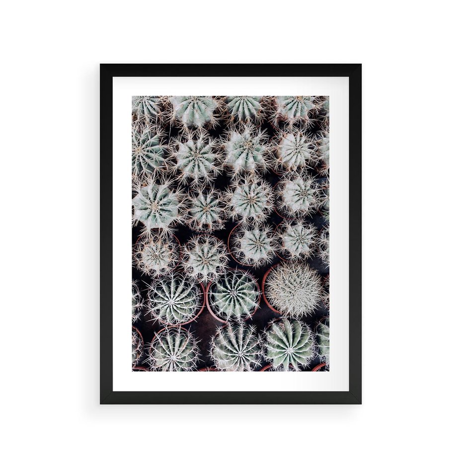 Plakat w ramie 30x40 - Wzór Kaktusów - kaktusy w doniczkach, ujęcie z góry - rama czarna