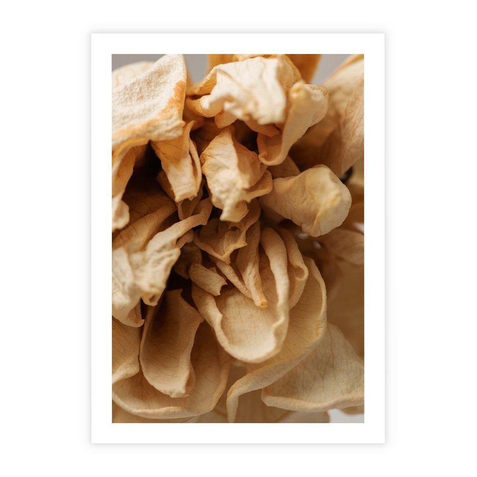 Plakat bez ramy 21x30 - Zjawiskowe zasuszone kwiaty - zasuszone, kwiaty