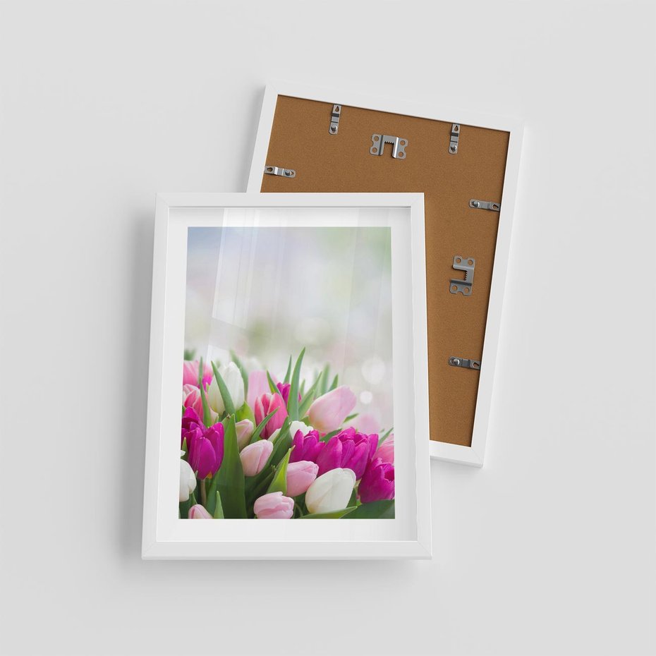 Plakat w ramie 30x40 - Tulipany w pełnym rozkwicie - tulipany, kwiaty - rama biała