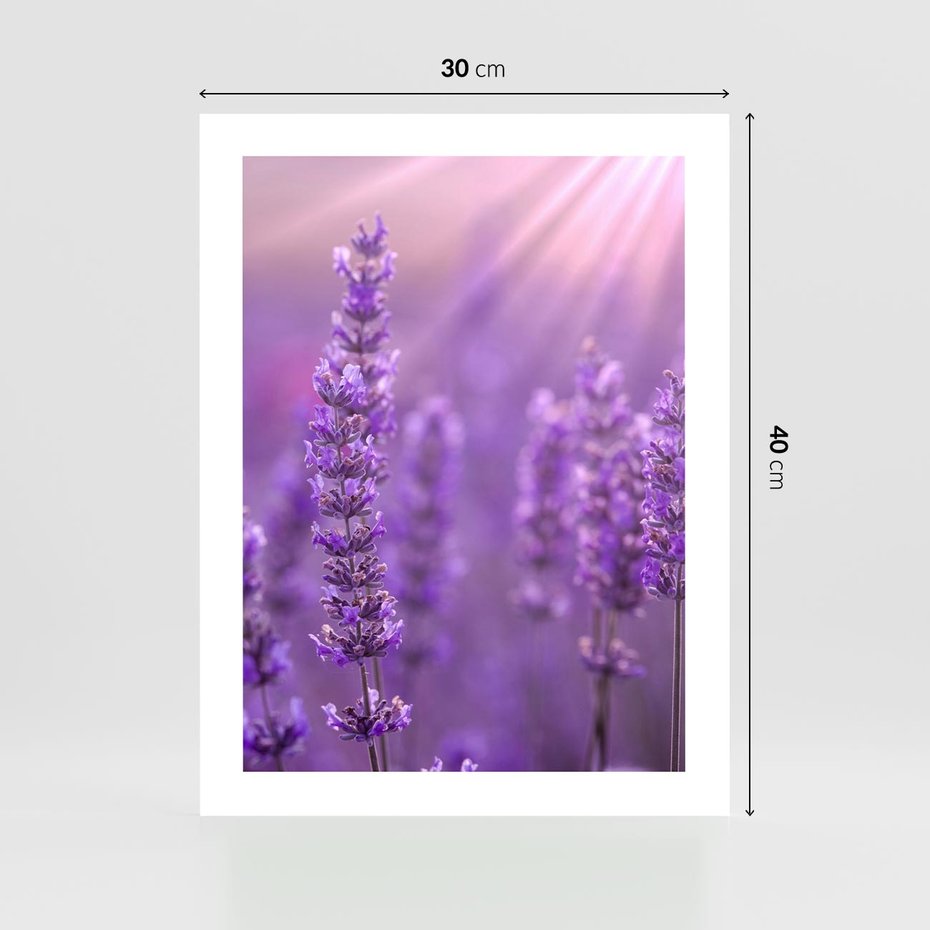 Plakat bez ramy 30x40 - Fioletowa harmonia lawendy - lawenda, fiolet