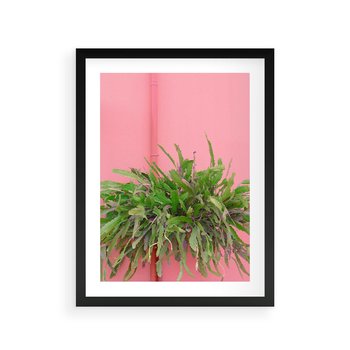 Plakat w ramie 50x70 - Fotografia Rośliny z Różowym Tłem - fotografia, zielona roślina na tle różwj ściany - rama czarna