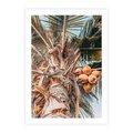 Plakat bez ramy 30x40 - Tropikalna Palma: Fotografia z Kokosami - palma kokosowa, kokosy