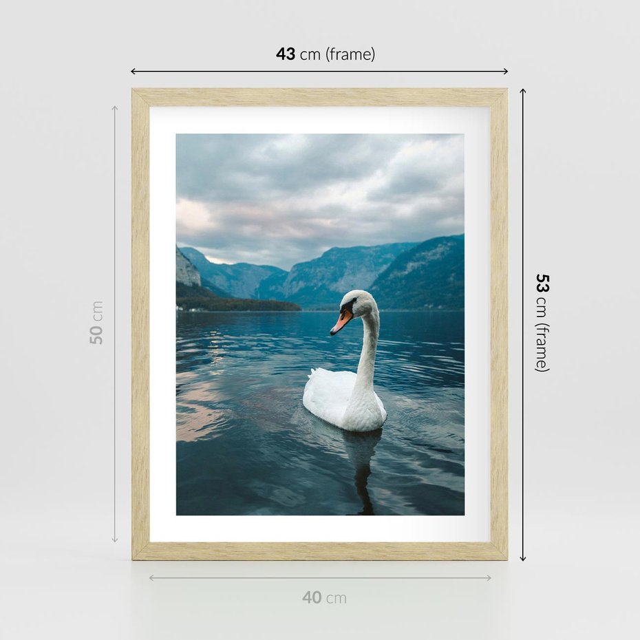 Plakat w ramie 40x50 - Łabędzi Śpiew - fotografia, plakat - rama drewno