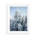 Plakat w ramie 50x70 - Magia Śnieżnych Drzew - zima, iglaste drzewa - rama biała