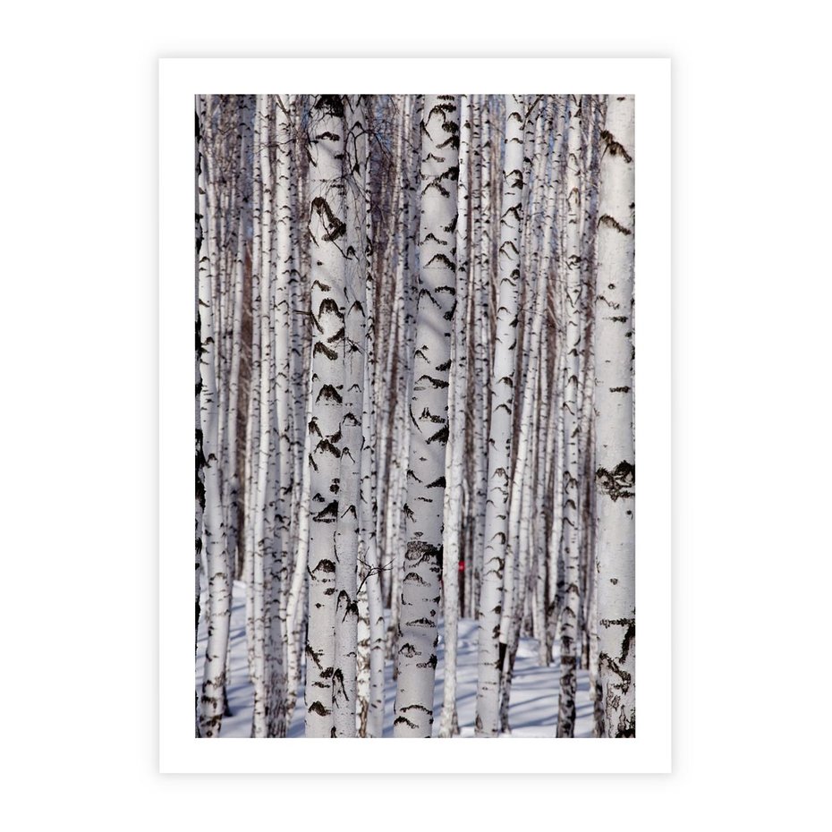 Plakat bez ramy 21x30 - Lśniące Brzozy - brzozy, las