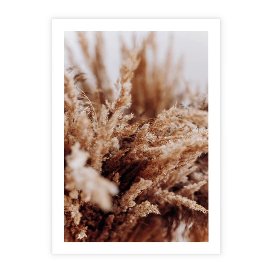 Plakat bez ramy 30x40 - Sztuka Suszonych Traw - trawa pampas, suszone trawy