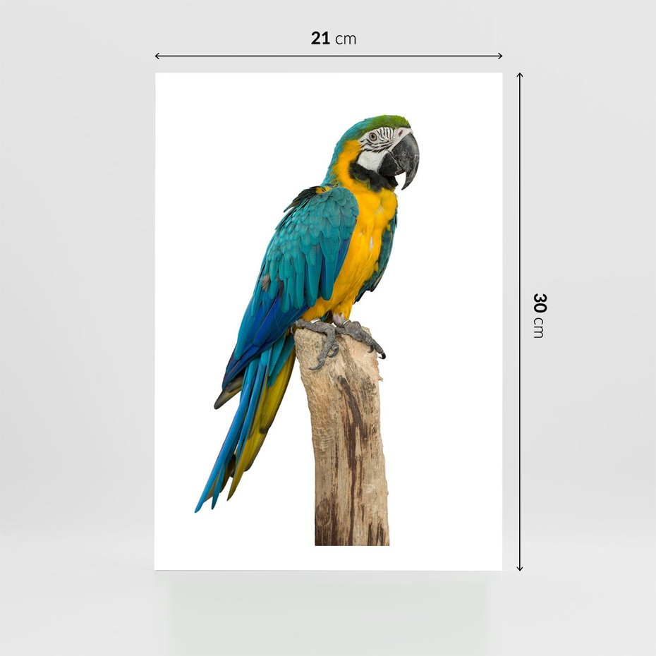 Plakat bez ramy 21x30 - Kolorowa papuga w locie - papuga, ptak