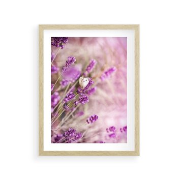 Plakat w ramie 40x50 - Majestat lawendy: fioletowe pola - lawenda, fiolet - rama drewno